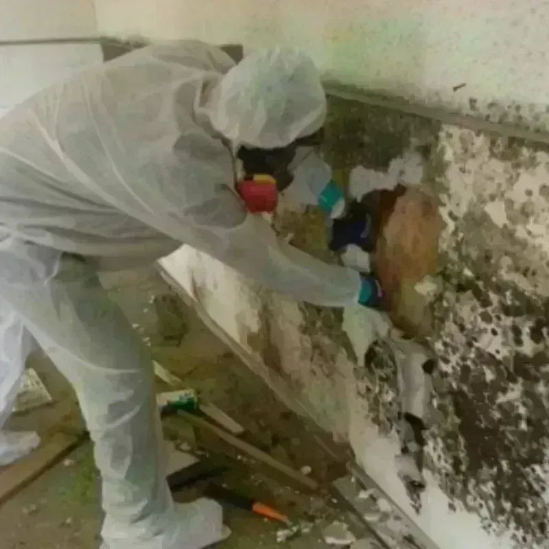 Mold Remediation and Removal in Newbern, TN